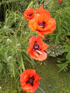 Giant poppies that give off poppy seeds in late summer for cakes and cooking