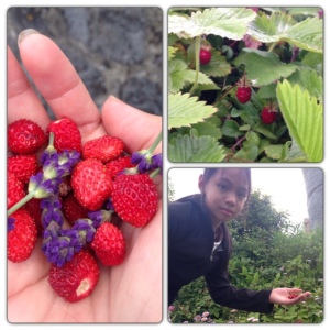 Wild strawberries and lavender from the garden